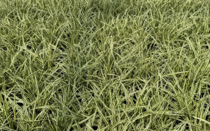 carex morrowii gold band